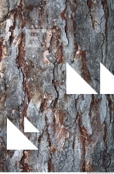 Trees Bark 0017