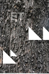 Trees Bark 0002