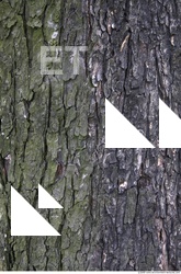 Trees Bark 0005