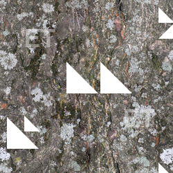 Seamless Tree Bark