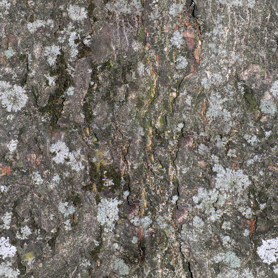 Seamless Tree Bark