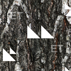 Seamless Tree Bark
