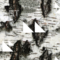 Seamless Tree Bark