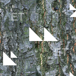 Seamless Tree Bark