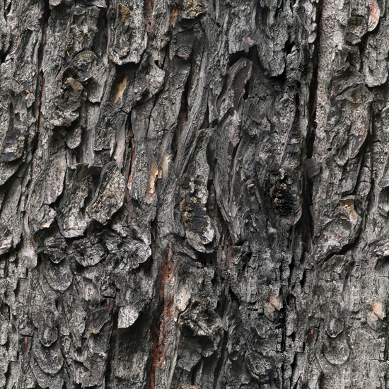 Seamless Tree Bark