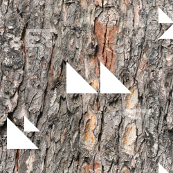 Seamless Tree Bark