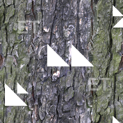 Seamless Tree Bark