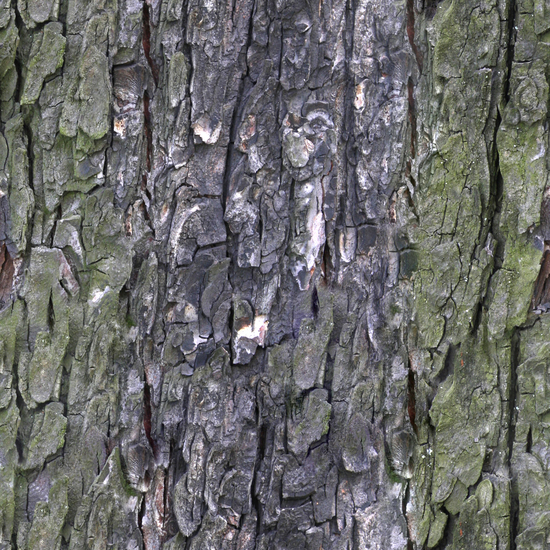 Seamless Tree Bark