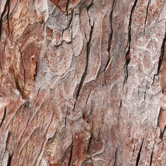 Seamless Tree Bark