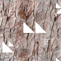 Seamless Tree Bark