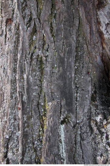 Tree Bark