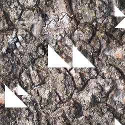 Seamless Tree Bark