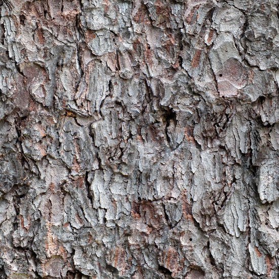 Seamless Tree Bark