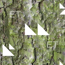 Seamless Tree Bark