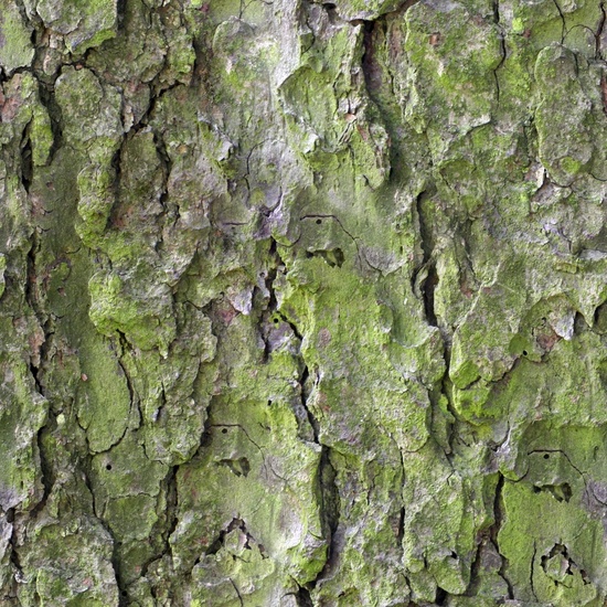 Seamless Tree Bark