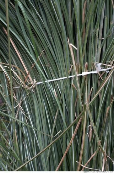 Plant Fields