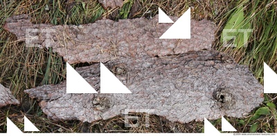 Tree Bark