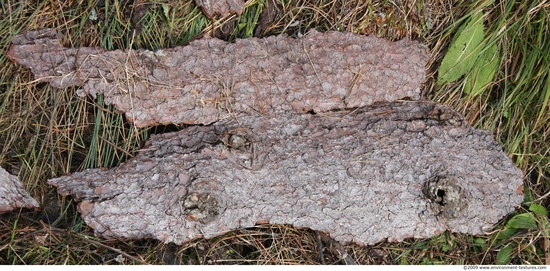 Tree Bark