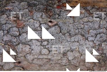 Tree Bark