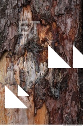 Tree Bark