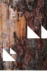 Tree Bark