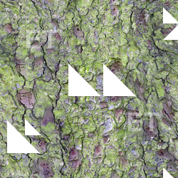 Seamless Tree Bark