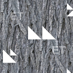 Seamless Tree Bark