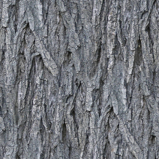 Seamless Tree Bark