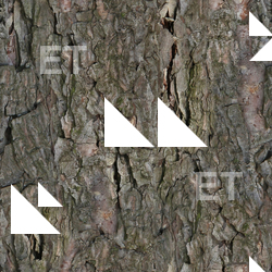 Seamless Tree Bark