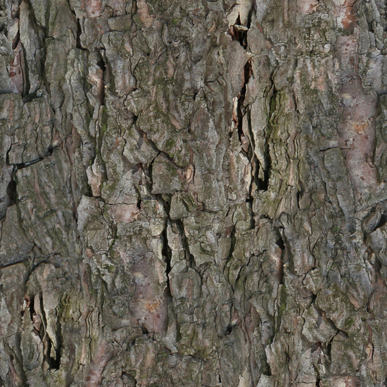 Seamless Tree Bark