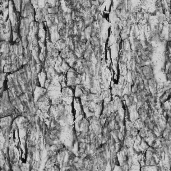 Seamless Tree Bark