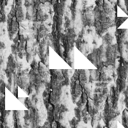 Seamless Tree Bark