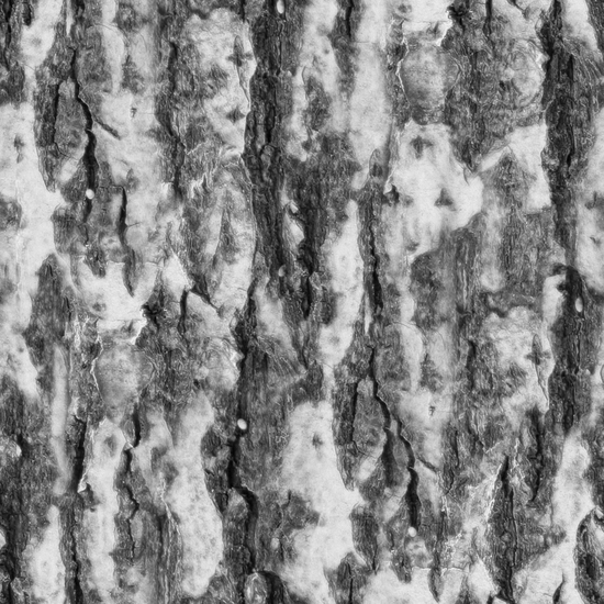 Seamless Tree Bark