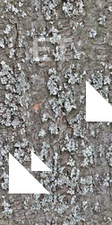 Seamless Tree Bark