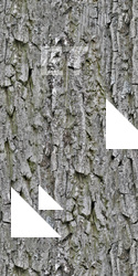Seamless Tree Bark