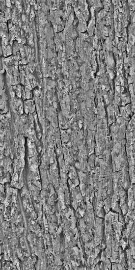 Seamless Tree Bark