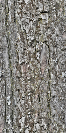 Seamless Tree Bark