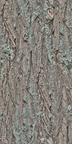 Seamless Tree Bark