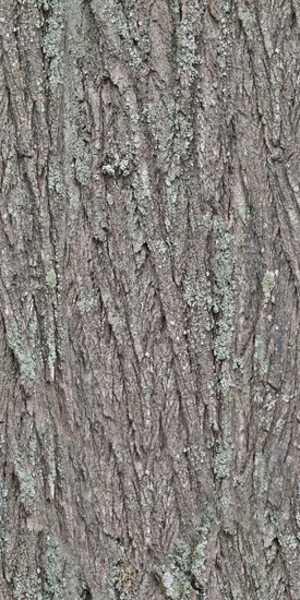 Seamless Tree Bark