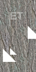 Seamless Tree Bark