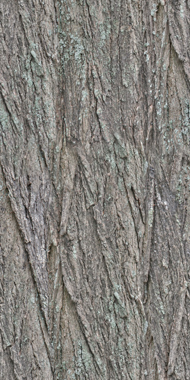 Seamless Tree Bark