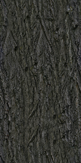 Seamless Tree Bark