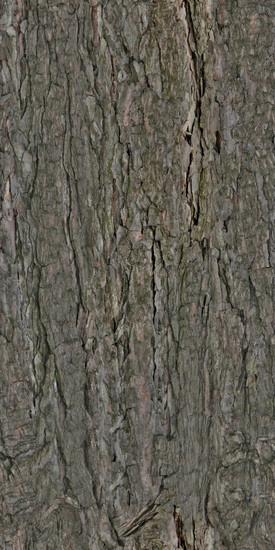 Seamless Tree Bark