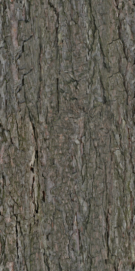 Seamless Tree Bark