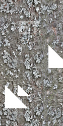 Seamless Tree Bark
