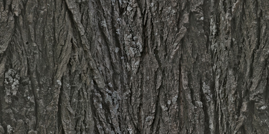 Seamless Tree Bark