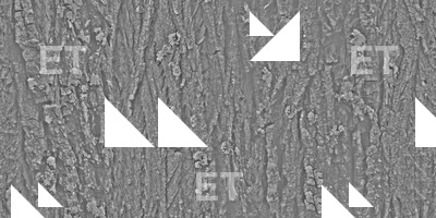 Seamless Tree Bark