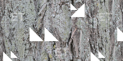 Seamless Tree Bark