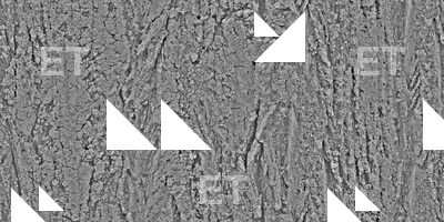 Seamless Tree Bark