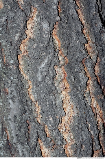 Tree Bark